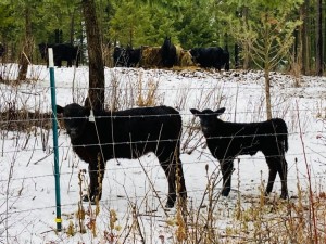 calves in the snow