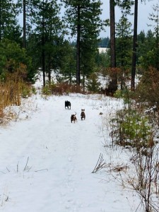 charlie and puppies in the snow