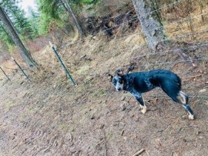 charlie on a walk