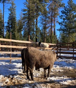 steer and rooster